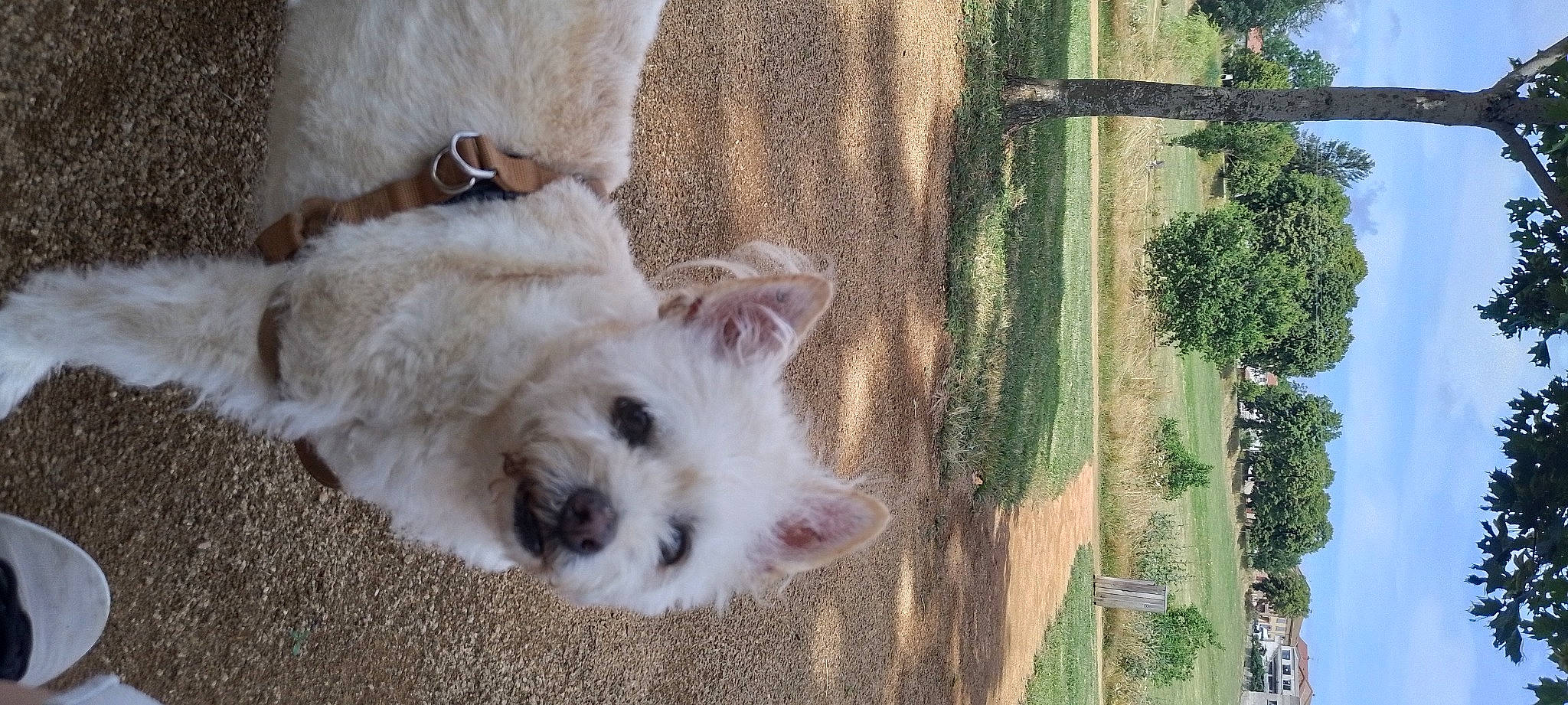 Rex. participe au concours pour gagner de l'argent avec cette photo : carnivore, companion_dog, dog, dog_breed, fawn, fur, japanese_spitz, plant, samoyed, small_terrier, sporting_group, tail, terrier, toy_dog, tree, trunk, vertebrate, whiskers, wood, working_animal