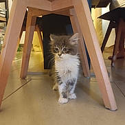 Malo participe au concours pour gagner de l'argent avec cette photo : kitten, cat, indoor, wooden_table, floor, furniture, pet, animal, curious, small, fur, whiskers, legs, tile_floor, young, cute, domestic, home, standing, curiosity