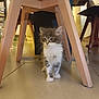 kitten, cat, indoor, wooden_table, floor, furniture, pet, animal, curious, small, fur, whiskers, legs, tile_floor, young, cute, domestic, home, standing, curiosity
