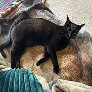 Fifi joined the competition — help win amazing prizes! black_cat, cat, pet, feline, animal, indoor, blanket, carpet, rug, cushion, resting, laying_down, fur, whiskers, ears, green_eyes, cozy, home, relaxing, sleepy