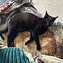 black_cat, cat, pet, feline, animal, indoor, blanket, carpet, rug, cushion, resting, laying_down, fur, whiskers, ears, green_eyes, cozy, home, relaxing, sleepy