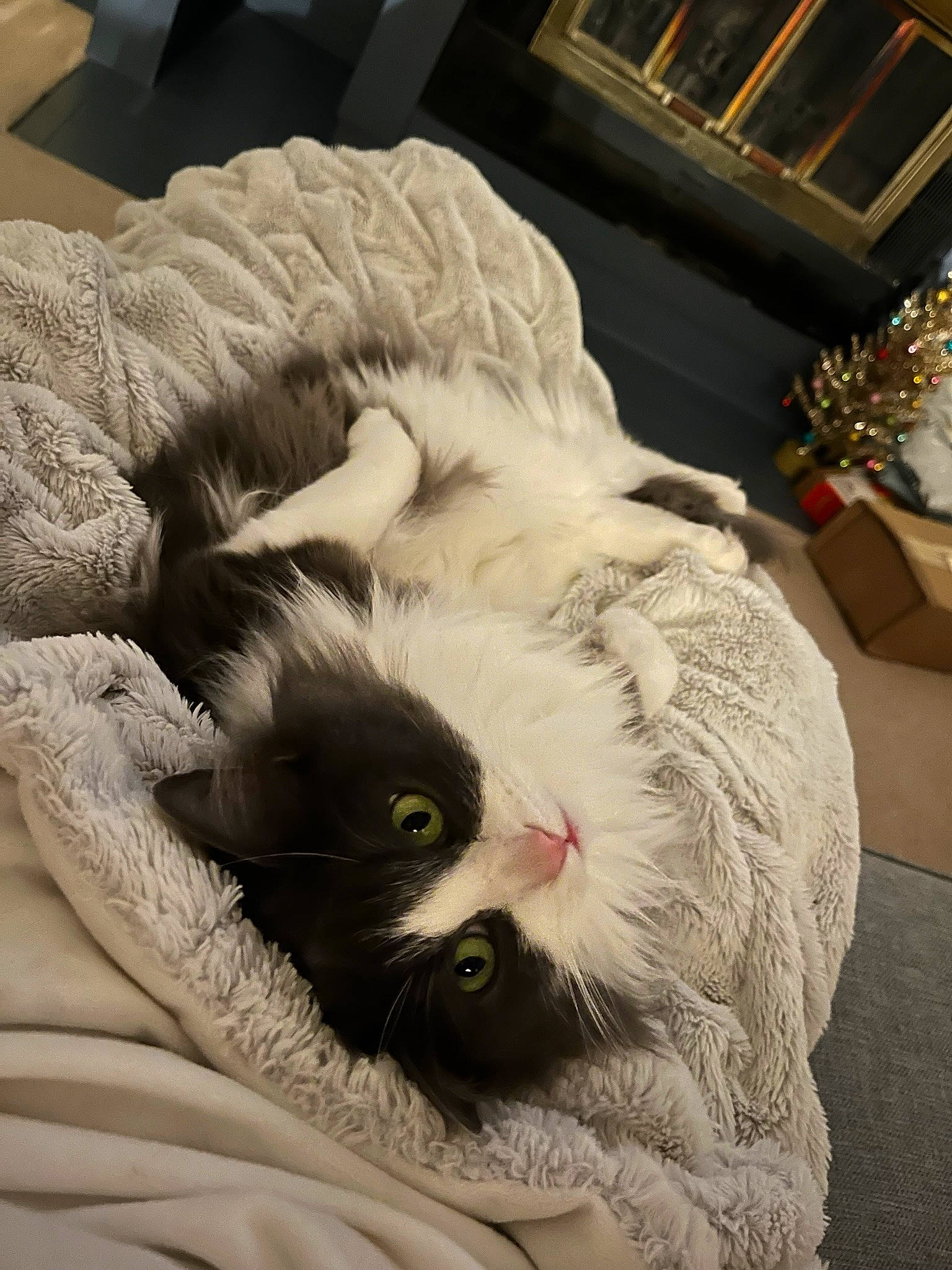 Ukiah joined the competition — help win amazing prizes! bed, bed_sheet, bedding, carnivore, cat, cat_bed, claw, comfort, duvet, feather, felidae, fur, linens, nap, paw, sleep, small_to_medium_sized_cats, snout, tail, whiskers