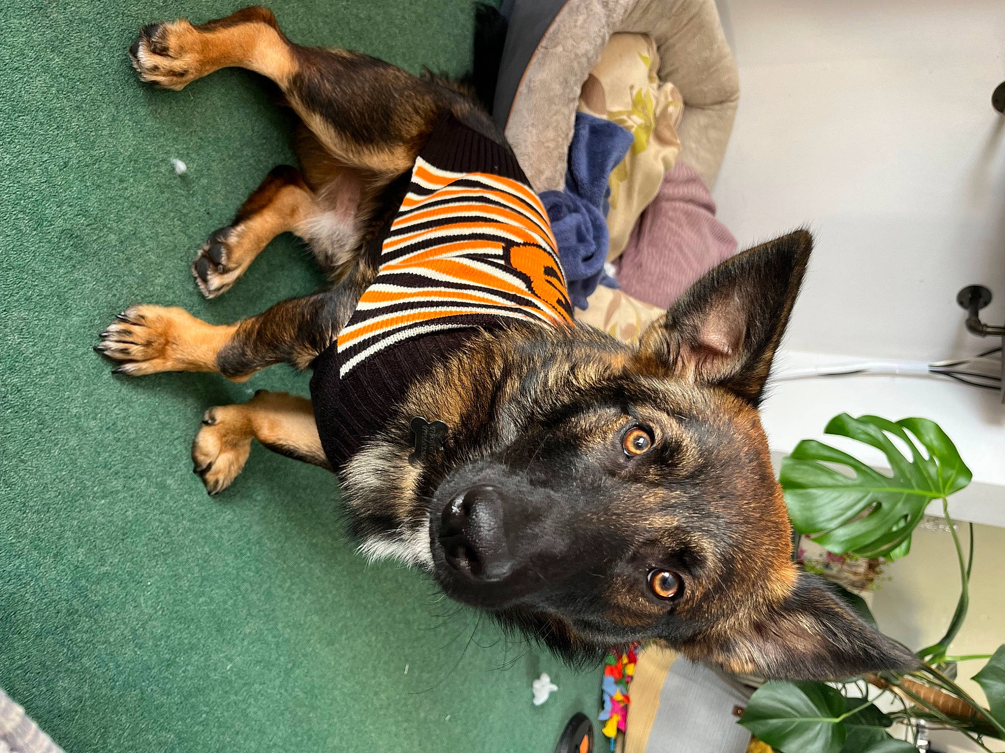 Albert is registered to the contest to win money with this photo: canidae, carnivore, collar, companion_dog, dog, dog_breed, dog_collar, dog_supply, east_european_shepherd, fawn, felidae, fur, german_shepherd_dog, guard_dog, herding_dog, old_german_shepherd_dog, paw, snout, sporting_group, working_animal