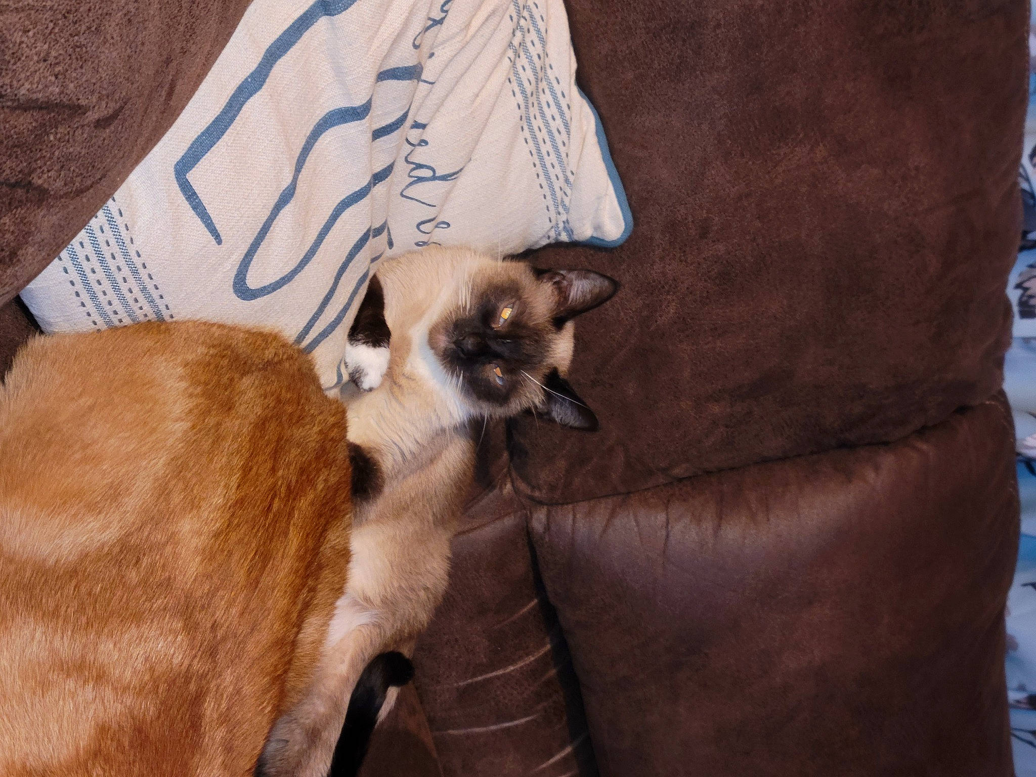 Sweetie is registered to the contest to win money with this photo: balinese, canidae, carnivore, cat, comfort, couch, fawn, felidae, fur, linens, paw, siamese, small_to_medium_sized_cats, terrestrial_animal, textile, whiskers