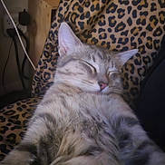 Buddy joined the competition — help win amazing prizes! cat, tabby, sleeping, nap, feline, pet, cozy, blanket, leopard_print, fur, domestic_animal, indoor, cute, relaxed, whiskers, ears, pink_nose, resting, soft, comfort