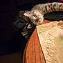 animal, cat, closeup, cloth, dim_light, domestic, ears, fur, furniture, home, indoor, pet, pink_nose, relaxed, sleepy, stretching, tabby, table, whiskers, wooden_table