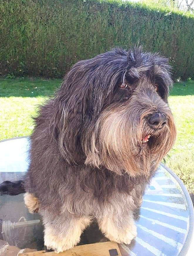 Ippie a rejoint le concours — aidez-le/la à gagner de superbes lots ! canidae, carnivore, companion_dog, dog, dog_breed, dog_collar, fur, giant_dog_breed, grass, liver, schapendoes, small_terrier, snout, sporting_group, tableware, tail, terrier, water_dog, working_animal, working_dog