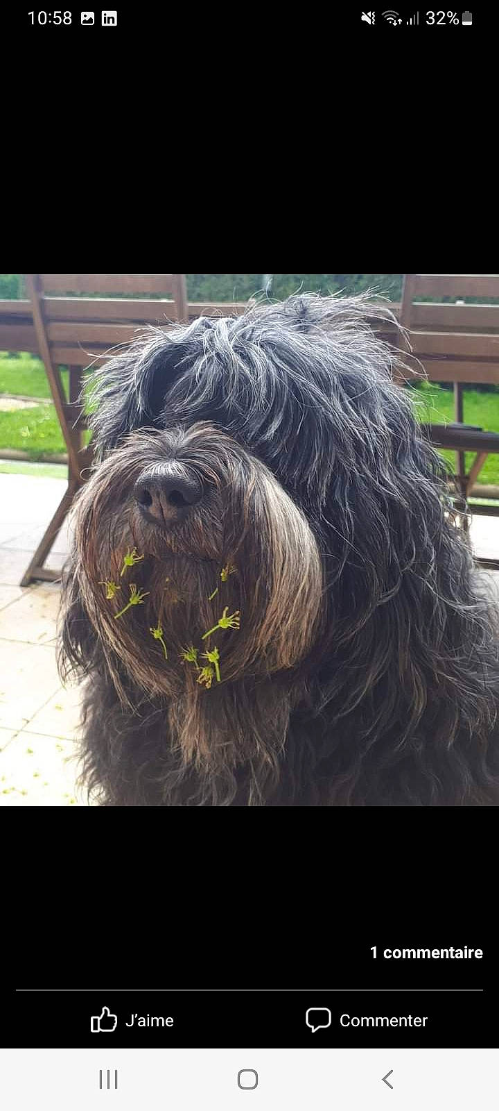 Ippie participe au concours pour gagner de l'argent avec cette photo : asphalt, canidae, carnivore, circle, companion_dog, dog, dog_breed, fur, grass, non_sporting_group, outdoor_bench, plant, small_terrier, snout, sporting_group, terrestrial_animal, terrier, toy_dog, water_dog, working_animal