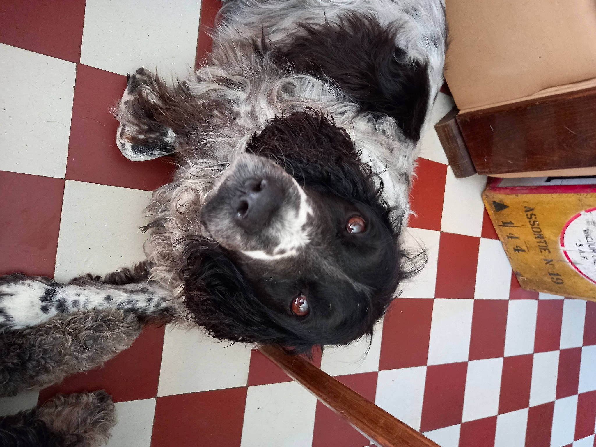 Inka participe au concours pour gagner de l'argent avec cette photo : canidae, carnivore, companion_dog, dog, dog_breed, dog_supply, flooring, fur, non_sporting_group, paw, pet_supply, schnauzer, snout, sporting_group, working_animal