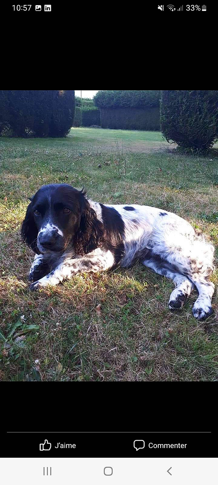 Inka participe au concours pour gagner de l'argent avec cette photo : bored, canidae, carnivore, companion_dog, dog, dog_breed, fur, grass, gun_dog, hunting_dog, plant, sporting_group, tail, terrestrial_animal, working_animal, working_dog