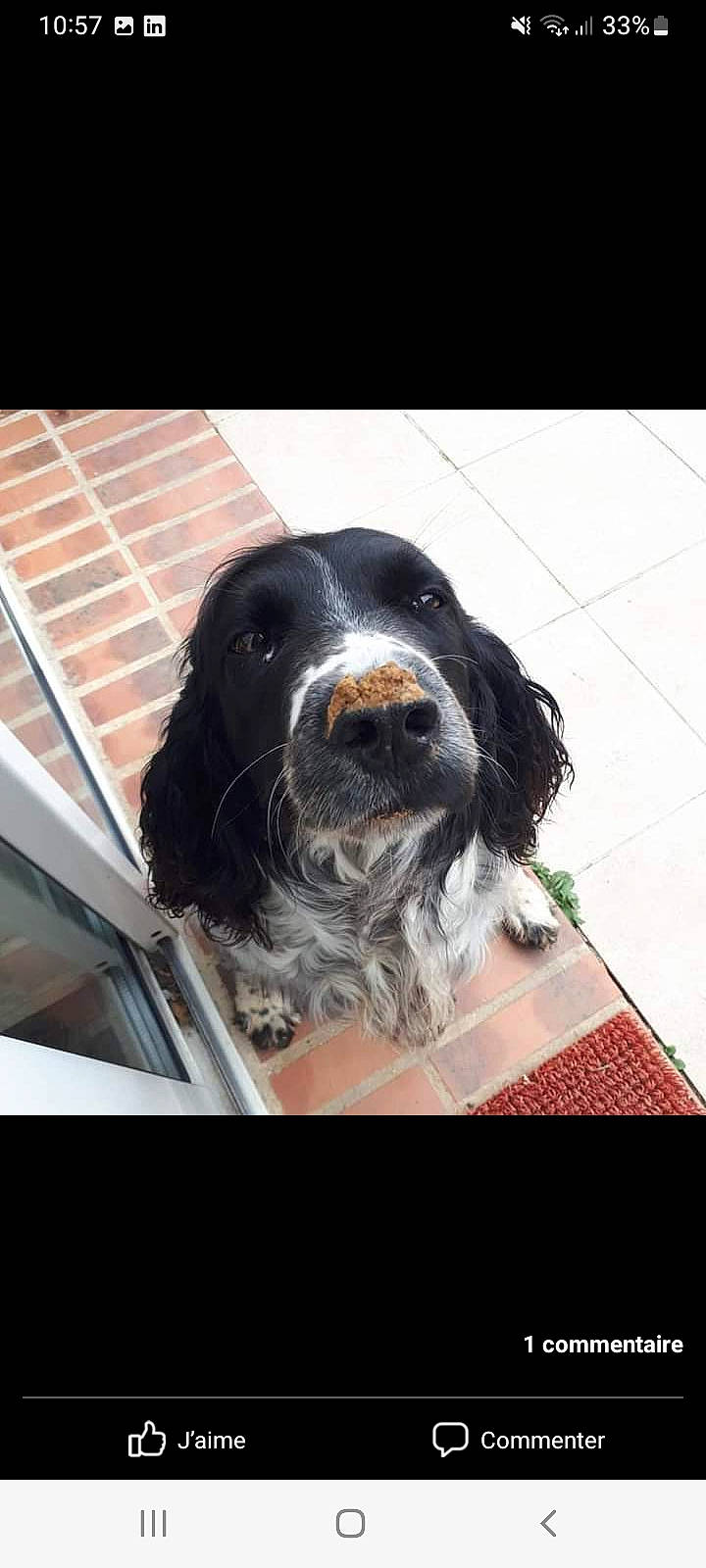 Inka a rejoint le concours — aidez-le/la à gagner de superbes lots ! auto_part, automotive_exterior, canidae, car_seat_cover, carnivore, companion_dog, dog, dog_breed, fur, gun_dog, hood, liver, rectangle, snout, spaniel, sporting_group, vehicle_door, windshield, working_animal, working_dog