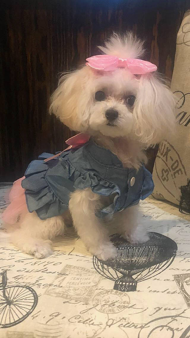 Lacie Lou is registered to the contest to win money with this photo: canidae, carnivore, companion_dog, dog, dog_breed, dog_clothes, dog_supply, fashion_accessory, fur, maltepoo, non_sporting_group, puppy, small_terrier, snout, sporting_group, terrier, toy_dog, working_animal, yorkipoo