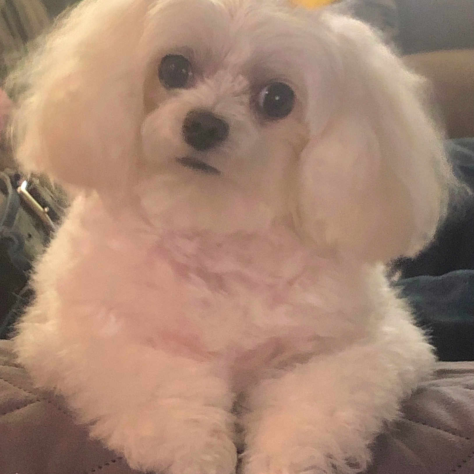Lacie Lou