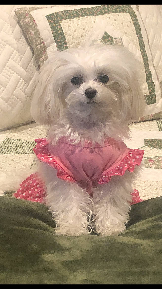 Lacie Lou joined the competition — help win amazing prizes! canidae, carnivore, companion_dog, dog, dog_breed, dog_clothes, dog_supply, fur, mal_shi, non_sporting_group, pekapoo, poodle_crossbreed, puppy, puppy_love, small_terrier, snout, sporting_group, terrier, toy_dog, working_animal