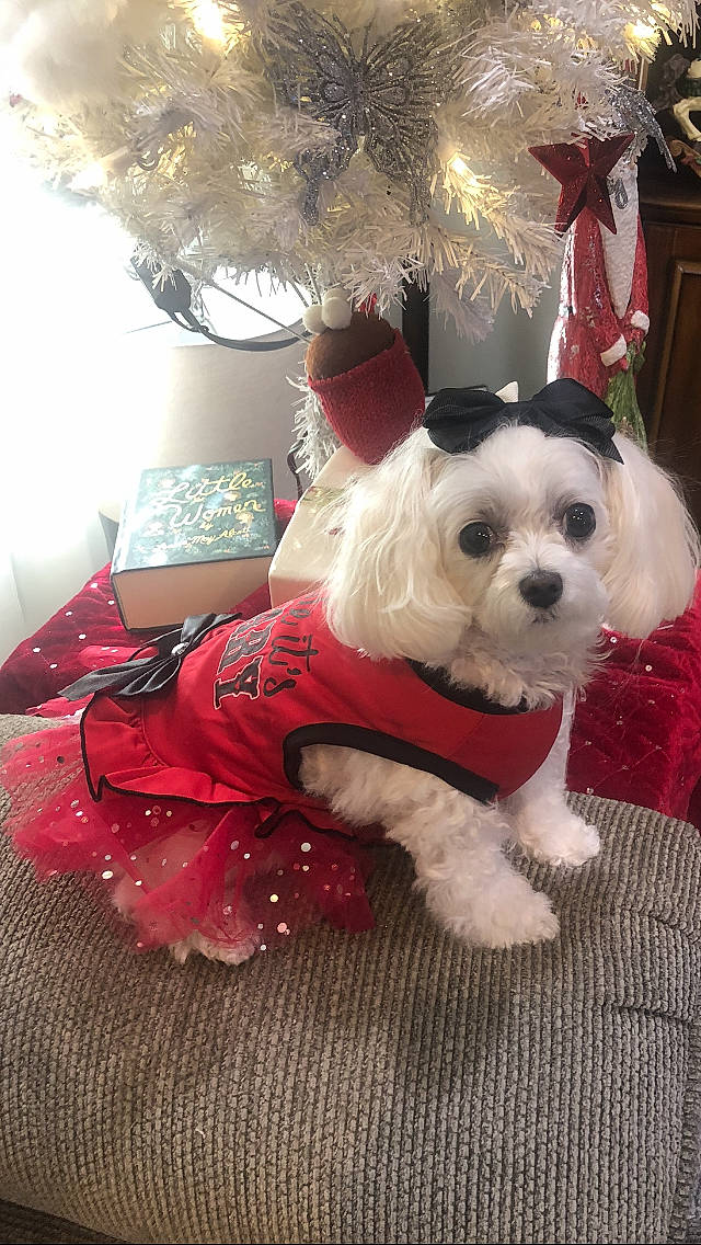 Lacie Lou joined the competition — help win amazing prizes! carnivore, christmas, christmas_ornament, collar, companion_dog, dog, dog_breed, dog_clothes, dog_collar, dog_supply, event, fashion_accessory, fawn, fur, pet_supply, small_terrier, snout, sporting_group, toy_dog, working_animal