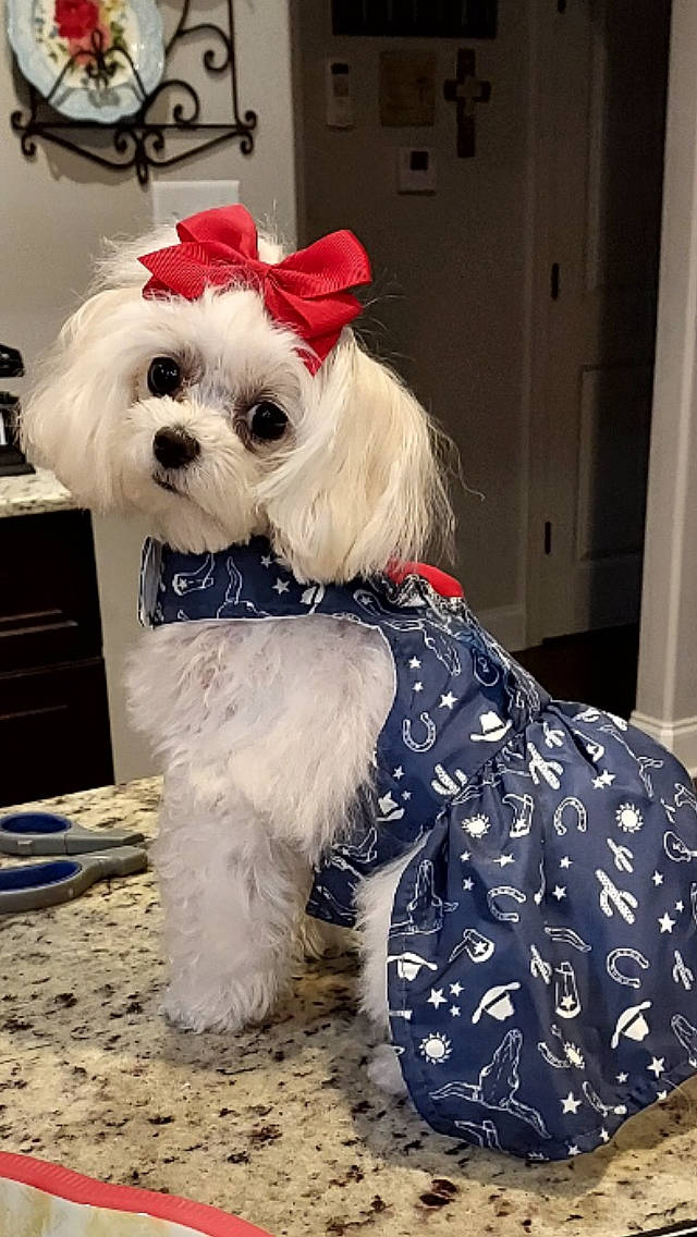 Lacie Lou joined the competition — help win amazing prizes! canidae, carnivore, collar, companion_dog, dog, dog_breed, dog_clothes, dog_collar, dog_supply, door, eyewear, fur, leash, pet_supply, small_terrier, snout, sporting_group, terrier, toy_dog, working_animal