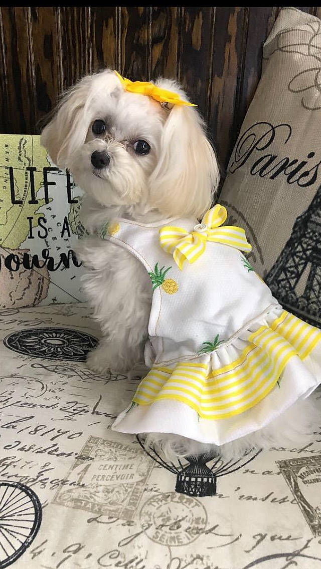 Lacie Lou joined the competition — help win amazing prizes! carnivore, collar, companion_dog, dog, dog_breed, dog_clothes, dog_collar, dog_supply, eyewear, fashion_accessory, fawn, personal_protective_equipment, pet_supply, small_terrier, snout, sporting_group, terrier, toy_dog, white, working_animal