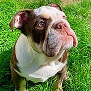Zoé a rejoint le concours — aidez-le/la à gagner de superbes lots ! bulldog, puppy, dog, grass, outdoor, pet, animal, cute, sunlight, brown, white, ears, nose, face, fur, nature, young, looking_up, sitting, daylight