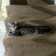 Ozzy Lopez is registered to the contest to win money with this photo: animal, brown, carpet, cat, claws, feline, home, indoor, mouth_open, paws, pet, relaxed, shadow, stairs, stretching, striped, tabby, texture, whiskers, yawning
