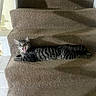 animal, brown, carpet, cat, claws, feline, home, indoor, mouth_open, paws, pet, relaxed, shadow, stairs, stretching, striped, tabby, texture, whiskers, yawning
