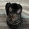 Ozzy Lopez joined the competition — help win amazing prizes! animal, cat, close_up, cute, domestic_animal, ears, eyes, feline, fur, indoor, looking_at_camera, lying_down, mammal, pet, portrait, resting, striped_fur, tabby_cat, texture, whiskers