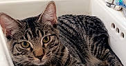 Ozzy Lopez joined the competition — help win amazing prizes! animal, bathroom, cat, curious, domestic_cat, ears, eyes, feline, fur, indoor, lounging, paws, pet, resting, sink, tabby_cat, toiletries, towel, whiskers, white