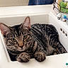 animal, bathroom, cat, curious, domestic_cat, ears, eyes, feline, fur, indoor, lounging, paws, pet, resting, sink, tabby_cat, toiletries, towel, whiskers, white