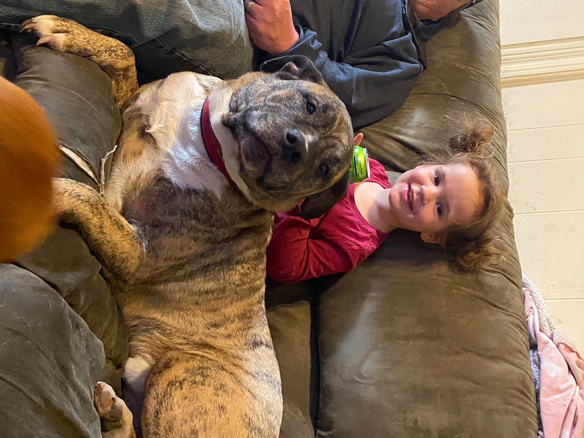 Kaylani is registered to the contest to win money with this photo: canidae, carnivore, comfort, companion_dog, dog_breed, fawn, felidae, fun, fur, joy, koala, lion, person, rock, smile, snout, soil, sporting_group, terrestrial_animal, wildlife