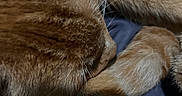 Mejorita is registered to the contest to win money with this photo: animal, cat, close_up, cozy, cute, domestic_cat, feline, fur, ginger_cat, indoor, nap, paw, pet, relaxing, resting, sleeping, soft, texture, warm, whiskers