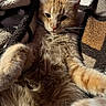 Mejorita joined the competition — help win amazing prizes! animal, blanket, cat, closeup, cozy, cute, feline, fur, ginger_cat, indoor, mammal, paws, pet, portrait, relaxed, resting, sleepy, soft, warm_lighting, whiskers