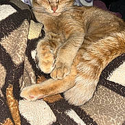 Mejorita is registered to the contest to win money with this photo: animal, blanket, cat, closeup, cozy, cute, domestic_animal, feline, fur, ginger_cat, indoor, patterned_blanket, paws, pet, relaxed, resting, sleeping, soft, tail, whiskers