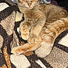 animal, blanket, cat, closeup, cozy, cute, domestic_animal, feline, fur, ginger_cat, indoor, patterned_blanket, paws, pet, relaxed, resting, sleeping, soft, tail, whiskers