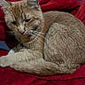 Mejorita is registered to the contest to win money with this photo: animal, cat, closeup, cozy, curled_up, cute, domestic_animal, feline, fur, ginger_cat, indoor, mammal, pet, red_blanket, relaxed, resting, sleepy, soft_texture, warm, whiskers