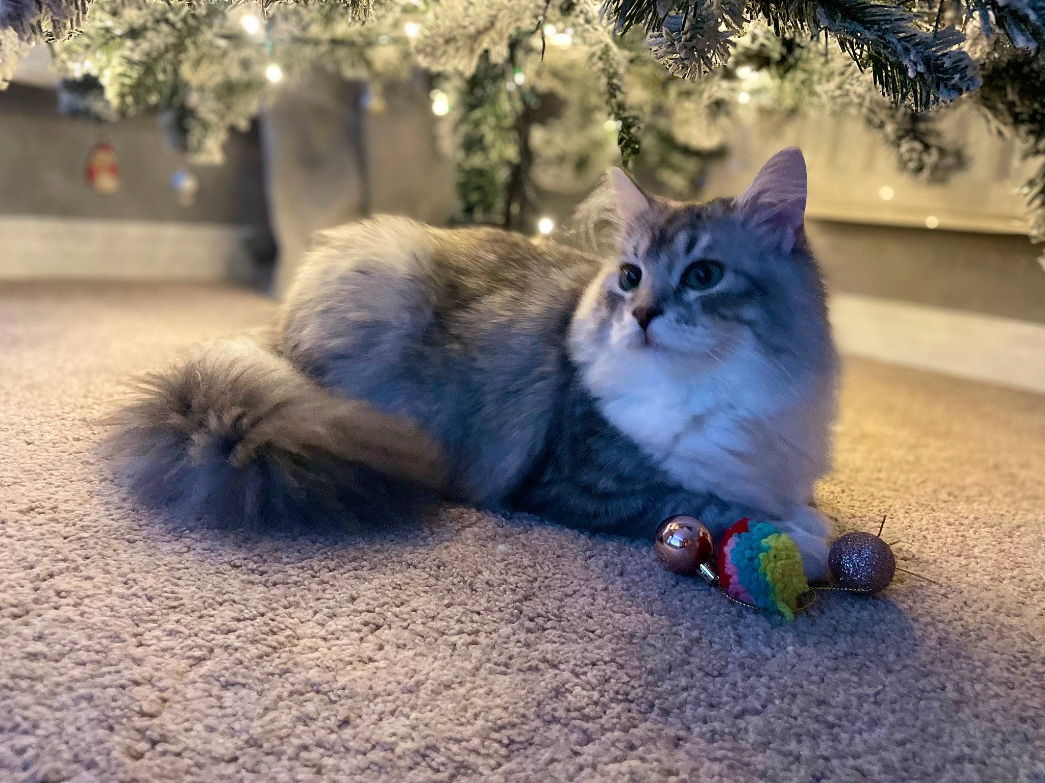 Otis is registered to the contest to win money with this photo: asphalt, carnivore, cat, claw, domestic_short_haired_cat, electric_blue, fawn, felidae, fur, grass, midnight, paw, plant, road_surface, shadow, small_to_medium_sized_cats, tail, tree, whiskers, winter