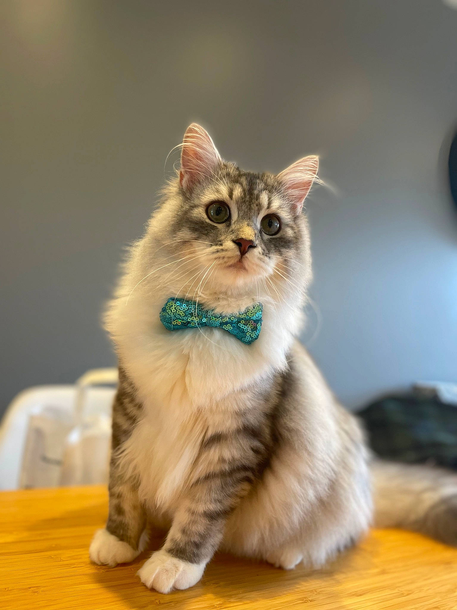 Otis joined the competition — help win amazing prizes! carnivore, cat, chair, claw, domestic_short_haired_cat, fawn, felidae, flooring, fur, hardwood, paw, sitting, small_to_medium_sized_cats, snout, table, tail, whiskers, wildlife, window, wood