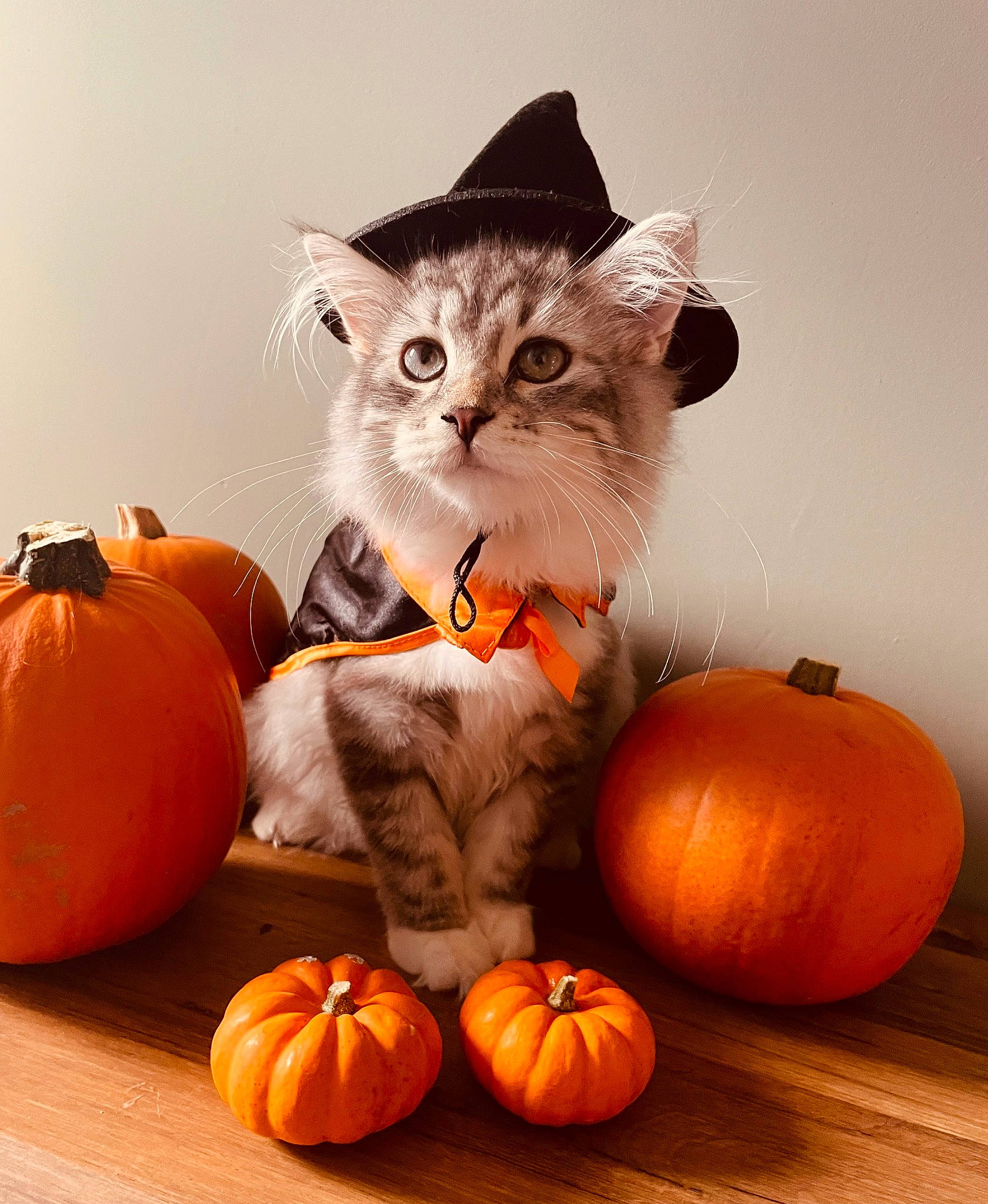 Otis joined the competition — help win amazing prizes! calabaza, carnivore, cat, cucurbita, facial_expression, felidae, food, fruit, gourd, grass, grey, natural_foods, orange, pumpkin, small_to_medium_sized_cats, squash, staple_food, vegetable, whole_food, winter_squash
