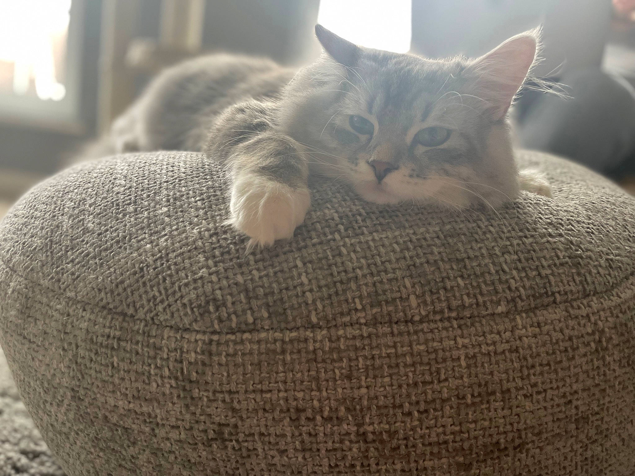 Otis joined the competition — help win amazing prizes! basket, carnivore, cat, cat_bed, cat_supply, comfort, domestic_short_haired_cat, felidae, fur, grey, linens, paw, small_to_medium_sized_cats, snout, tail, whiskers, wood, wool, woolen, woven_fabric