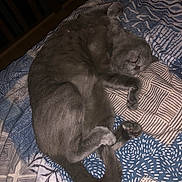 Toma a rejoint le concours — aidez-le/la à gagner de superbes lots ! cat, sleeping, gray_fur, bed, blanket, pattern, cozy, curled_up, paw, tail, indoor, pet, feline, resting, cute, animal, fur, relaxed, comfort, domestic