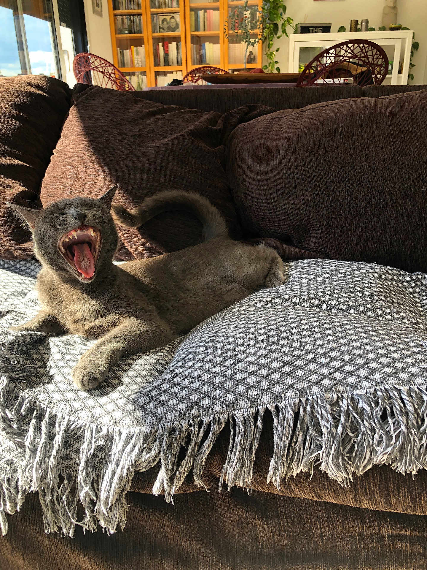 Toma participe au concours pour gagner de l'argent avec cette photo : cat, gray_cat, yawning, couch, blanket, fringe, indoor, sunlight, window, bookshelf, books, home_decor, plant, wooden_furniture, relaxed, pet, cozy, living_room, fur, paw