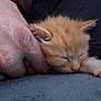 animal, cat, closeup, companion, cozy, cute, domestic_cat, feline, furry, hand, kitten, nap, orange_cat, paw, pet, resting, sleeping, small, soft_texture, warm