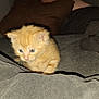 animal, blanket, couch, cozy, curious, cute, domestic_cat, feline, fur, gray, home, indoor, kitten, orange_cat, pet, resting, small, soft, whiskers, young_animal