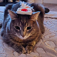 Puss joined the competition — help win amazing prizes! animal, blanket, cat, close_up, costume, cozy, ears, eyes, feathers, feline, festive, funny, gray_cat, hat, home, indoor, pet, portrait, sitting, whiskers