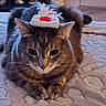 animal, blanket, cat, close_up, costume, cozy, ears, eyes, feathers, feline, festive, funny, gray_cat, hat, home, indoor, pet, portrait, sitting, whiskers