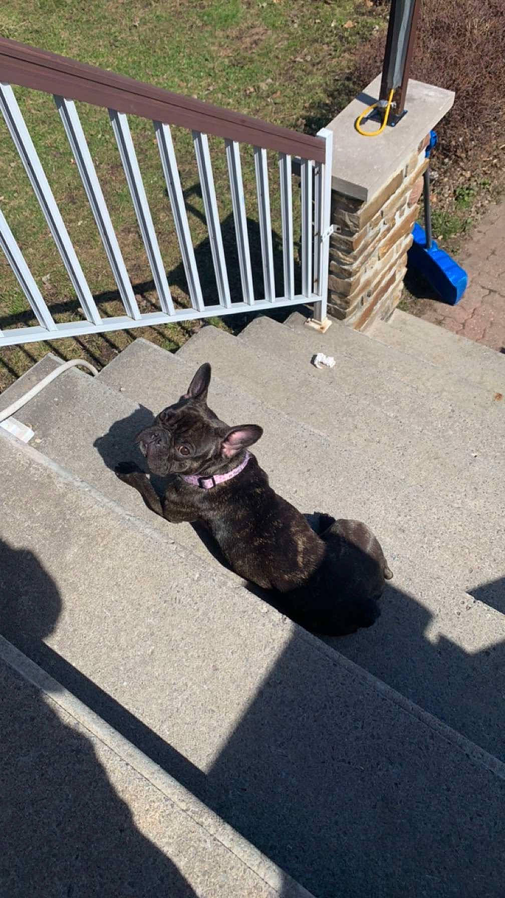 Ivy a rejoint le concours — aidez-le/la à gagner de superbes lots ! asphalt, canidae, carnivore, cat, dog_breed, domestic_short_haired_cat, fawn, felidae, fur, grass, plant, road_surface, shadow, small_to_medium_sized_cats, snout, sporting_group, tail, tree, whiskers, wood