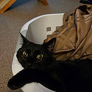 Grim joined the competition — help win amazing prizes! basket, black_cat, blanket, carpet, cat, cozy, curiosity, domestic, ears, furniture, home_interior, indoor, laundry_basket, lounging, paws, pet, portrait, textile, whiskers, yellow_eyes