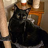 Grim joined the competition — help win amazing prizes! black_cat, cat, cat_tree, cozy, curious, feline, fur, home_decor, indoor, lamp, mug, night_time, pet, portrait, potted_plant, scratching_post, side_table, whiskers, wooden_table, yellow_eyes
