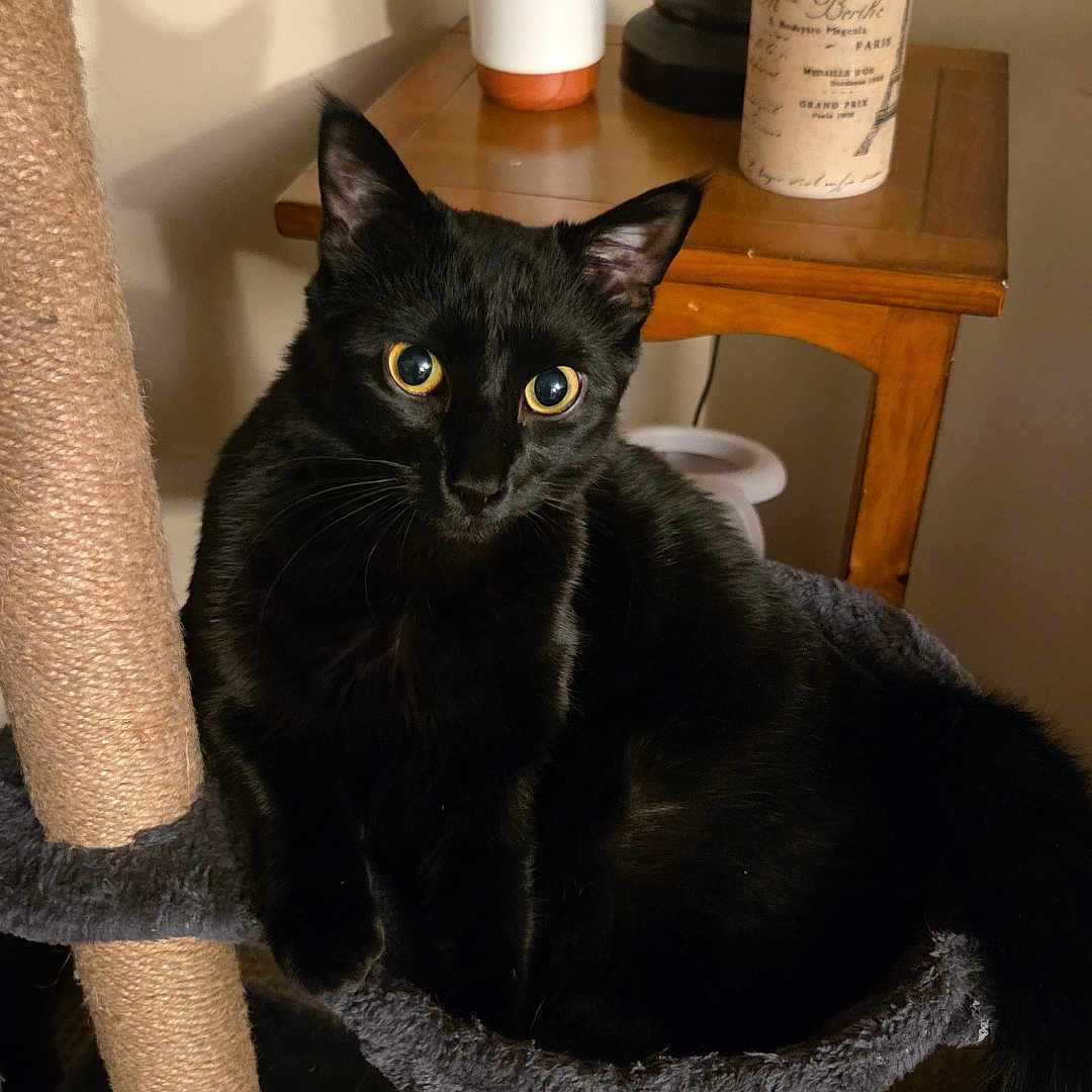 Grim joined the competition — help win amazing prizes! black_cat, cat, cat_tree, cozy, curious, feline, fur, home_decor, indoor, lamp, mug, night_time, pet, portrait, potted_plant, scratching_post, side_table, whiskers, wooden_table, yellow_eyes