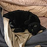 Grim is registered to the contest to win money with this photo: bed, bedding, black_cat, blanket, cat, cozy, curled_up, domestic, fabric, feline, indoor, looking_at_camera, paws, pet, pillow, sheet, sleeping, soft_lighting, whiskers, yellow_eyes