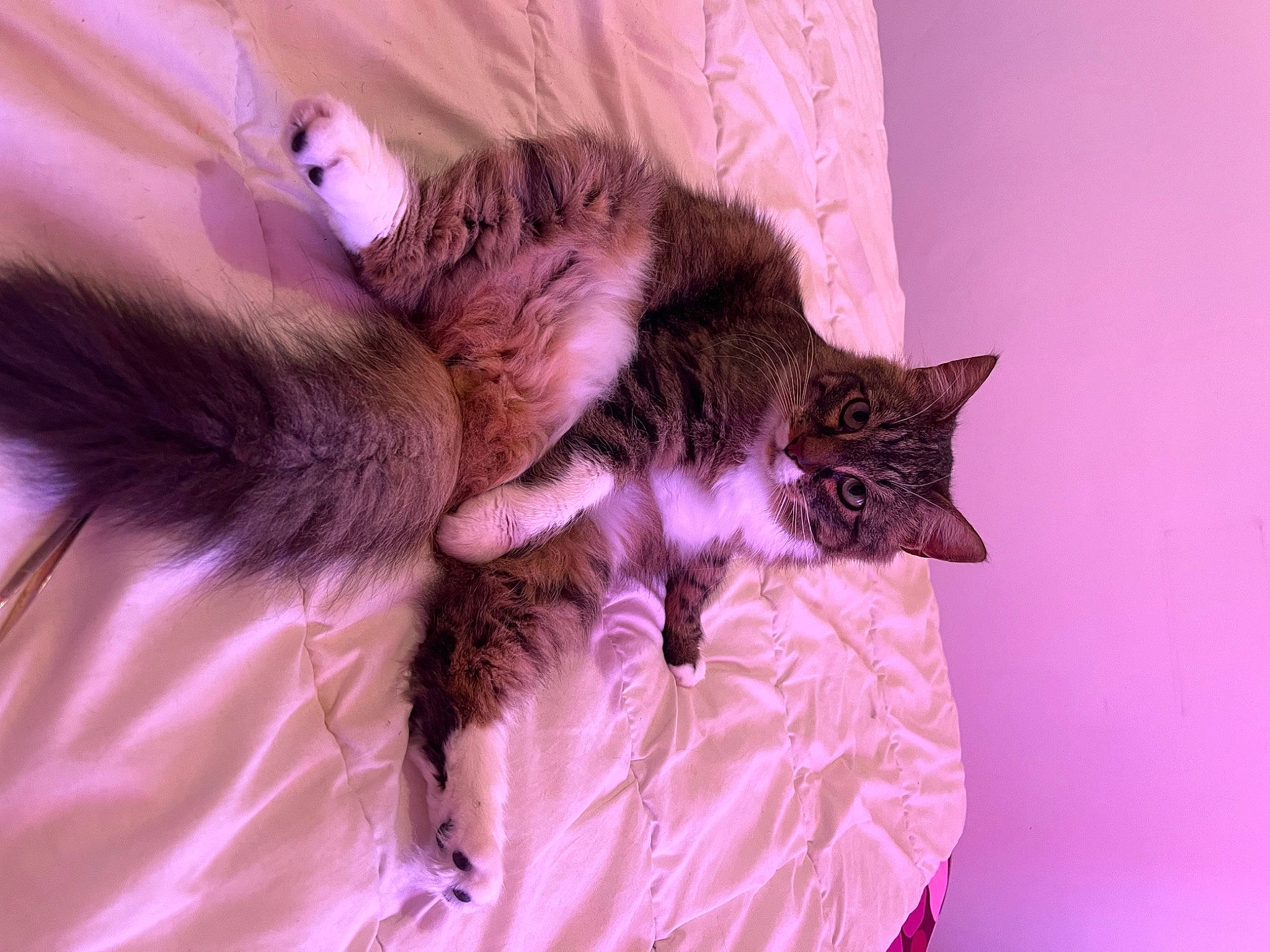 Trésor a rejoint le concours — aidez-le/la à gagner de superbes lots ! bed, carnivore, cat, claw, comfort, couch, domestic_short_haired_cat, ear, felidae, fur, gesture, grey, linens, nap, paw, purple, small_to_medium_sized_cats, tail, vertebrate, whiskers
