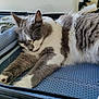 Chably a rejoint le concours — aidez-le/la à gagner de superbes lots ! cat, sleeping, gray_and_white, fluffy, paws, suitcase, blue_lining, indoor, resting, feline, pet, cozy, relaxed, animal, soft_fur, close_up, home, cute, domestic_cat, lying_down
